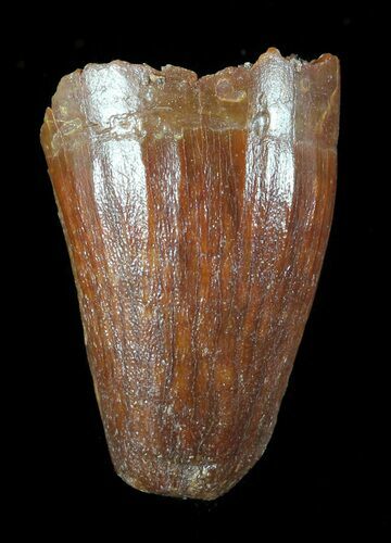 Cretaceous Fossil Crocodile (Elosuchus) Tooth - Morocco #49005